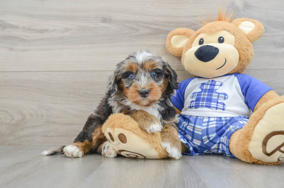 7 week old Mini Bernedoodle Puppy For Sale - Lone Star Pups