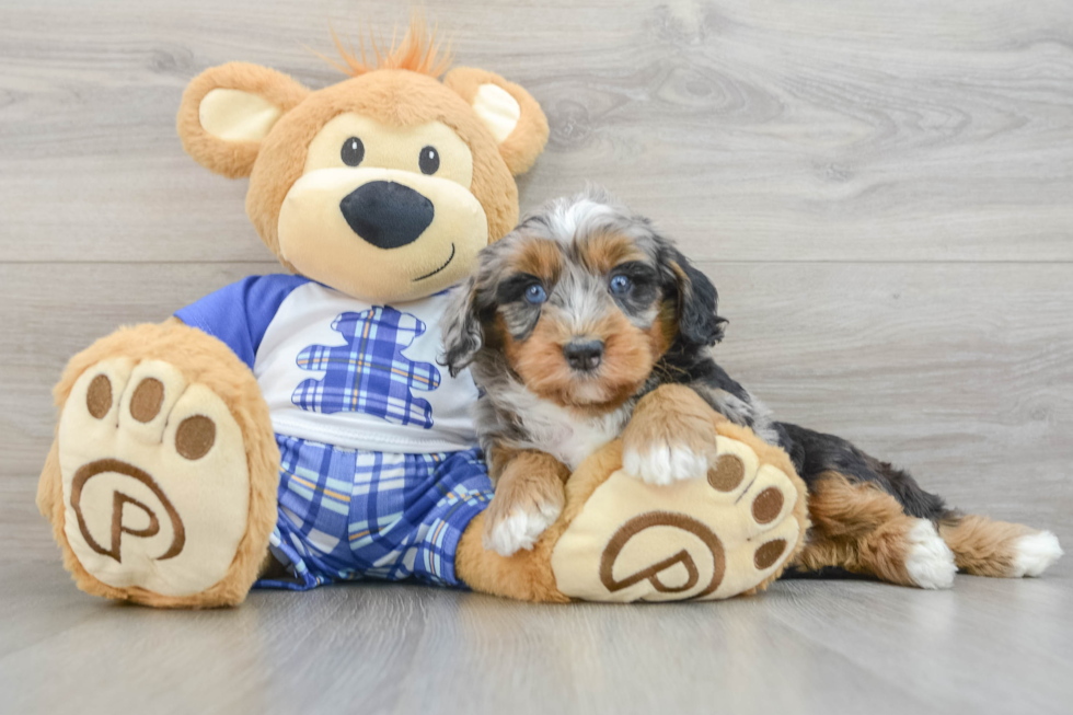 Mini Bernedoodle Puppy for Adoption