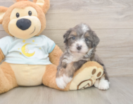 8 week old Mini Bernedoodle Puppy For Sale - Lone Star Pups