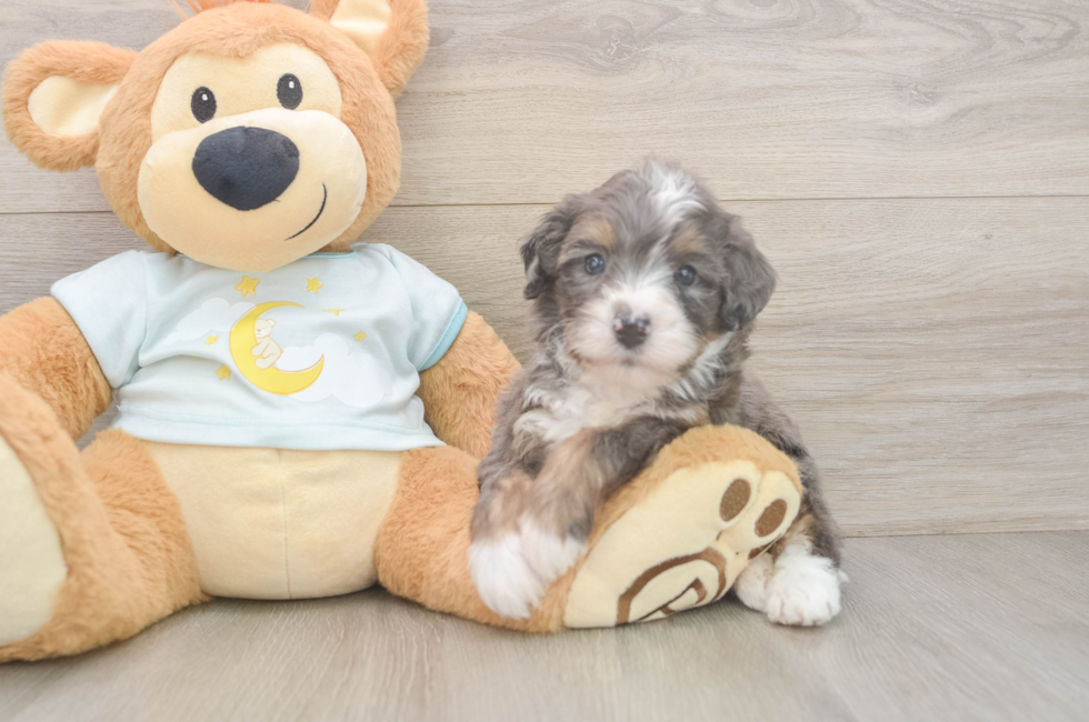 6 week old Mini Bernedoodle Puppy For Sale - Lone Star Pups
