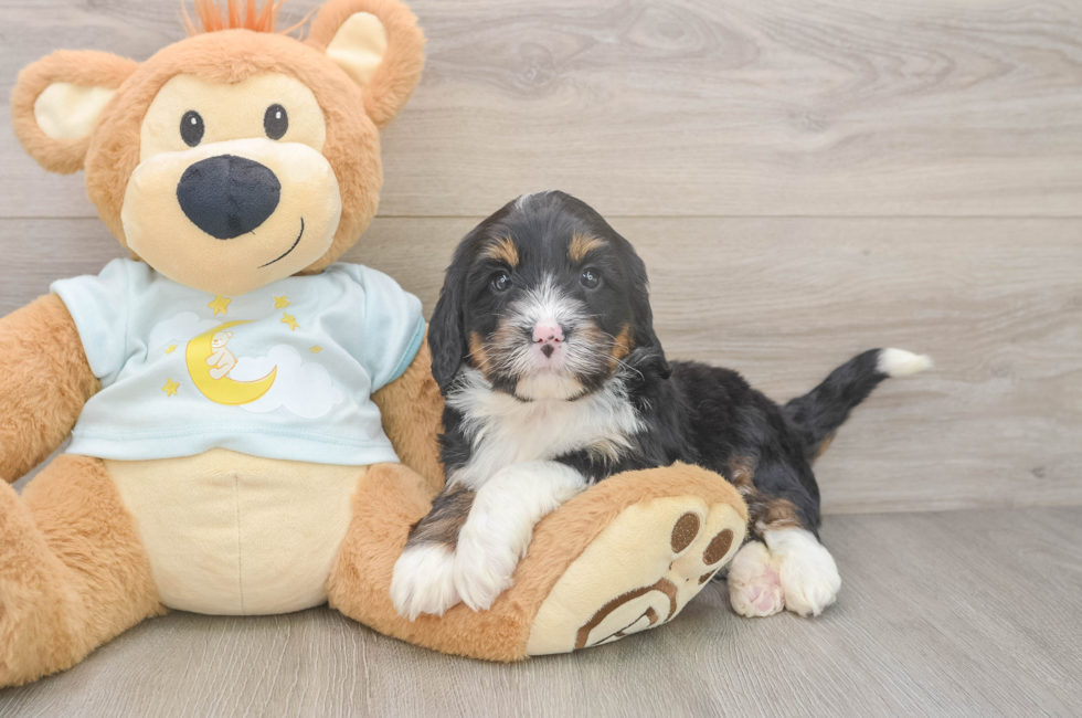 5 week old Mini Bernedoodle Puppy For Sale - Lone Star Pups