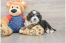 Little Mini Bernese Poodle Poodle Mix Puppy