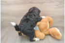 Popular Mini Bernedoodle Poodle Mix Pup