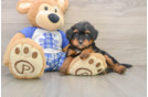 Friendly Mini Bernedoodle Baby
