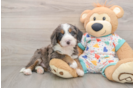 Popular Mini Bernedoodle Poodle Mix Pup