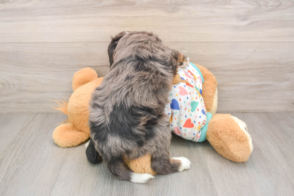 Hypoallergenic Mini Bernesepoo Poodle Mix Puppy