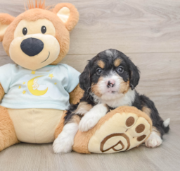 6 week old Mini Bernedoodle Puppy For Sale - Lone Star Pups
