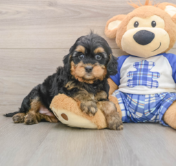 7 week old Mini Bernedoodle Puppy For Sale - Lone Star Pups