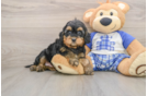 Best Mini Bernedoodle Baby