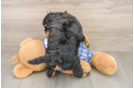 Fluffy Mini Bernedoodle Poodle Mix Pup