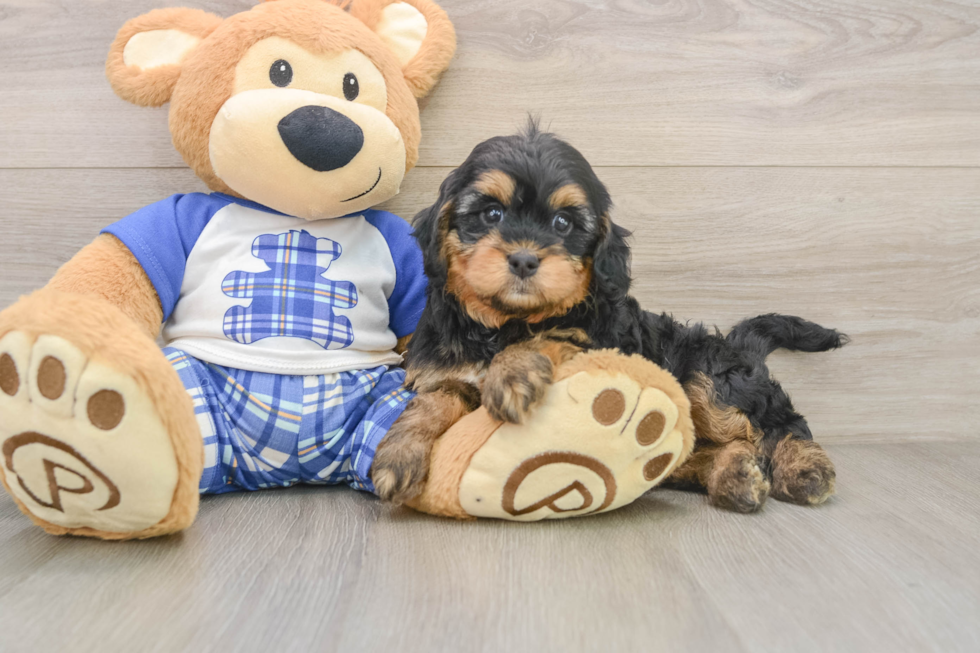 Little Mini Bernese Poodle Poodle Mix Puppy