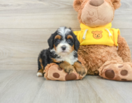 7 week old Mini Bernedoodle Puppy For Sale - Lone Star Pups