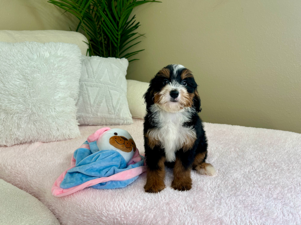 Cute Mini Bernedoodle Poodle Mix Pup