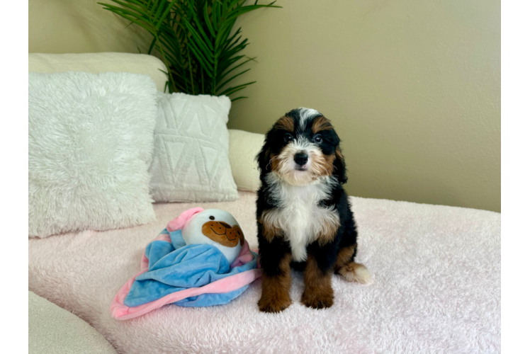 Best Mini Bernedoodle Baby