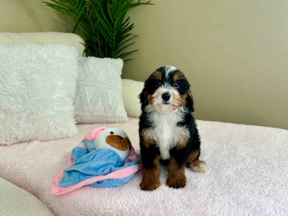 Best Mini Bernedoodle Baby