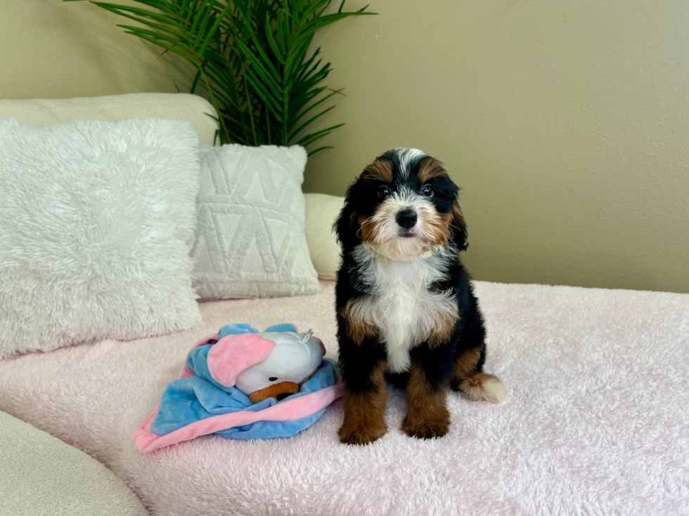 Best Mini Bernedoodle Baby