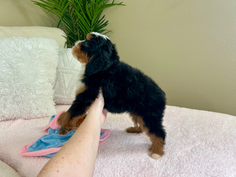 Cute Mini Berniedoodle Poodle Mix Puppy