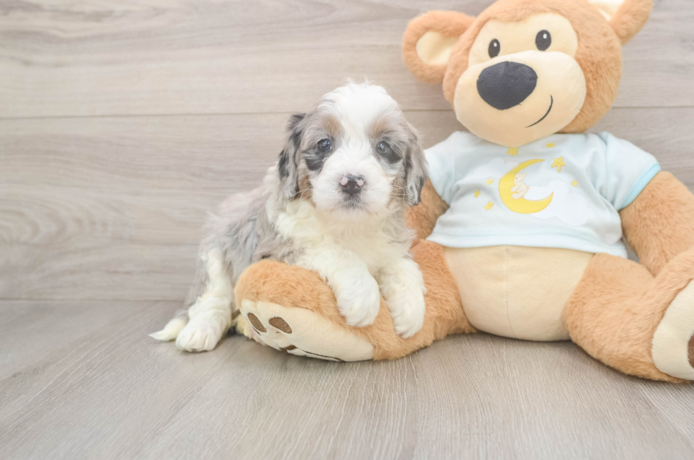 5 week old Mini Bernedoodle Puppy For Sale - Lone Star Pups