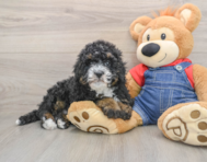 8 week old Mini Bernedoodle Puppy For Sale - Lone Star Pups