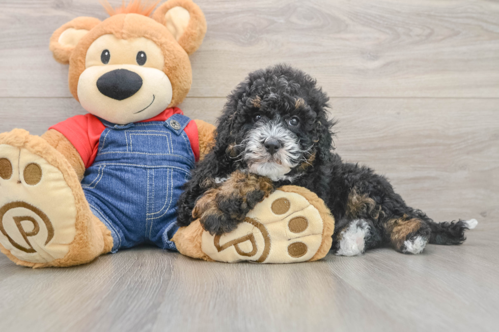 Mini Bernedoodle Puppy for Adoption