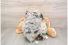 Mini Bernedoodle Puppy for Adoption