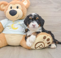 7 week old Mini Bernedoodle Puppy For Sale - Lone Star Pups