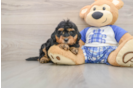 Playful Bernese Doodle Poodle Mix Puppy