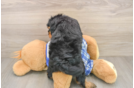 Popular Mini Bernedoodle Poodle Mix Pup
