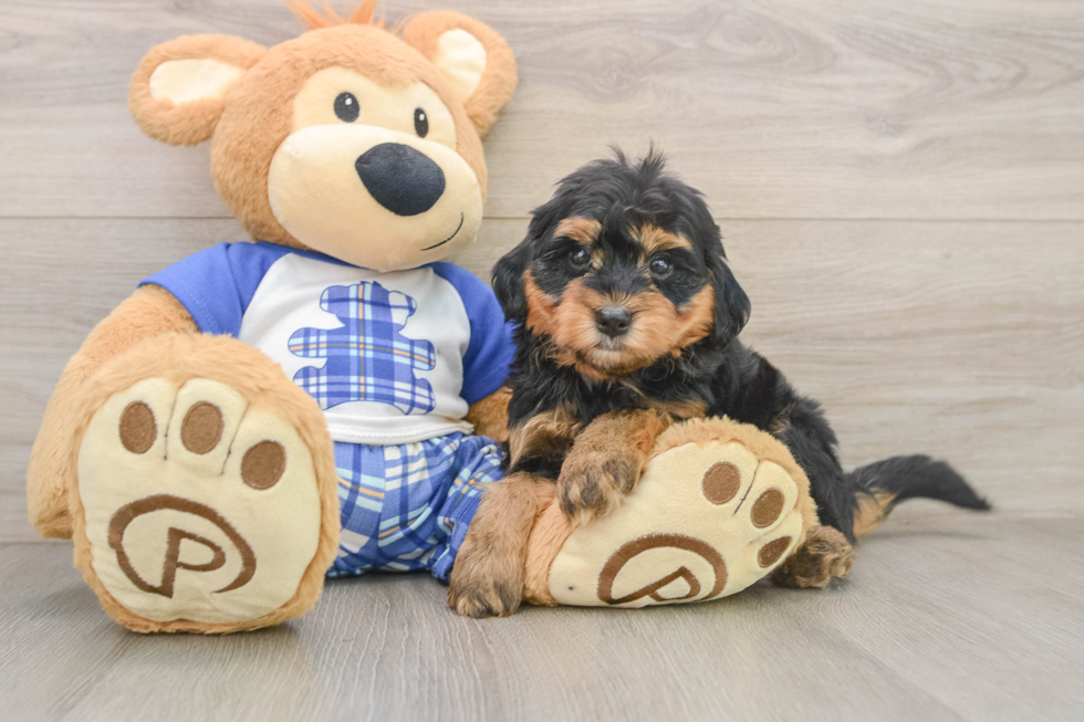 Happy Mini Bernedoodle Baby