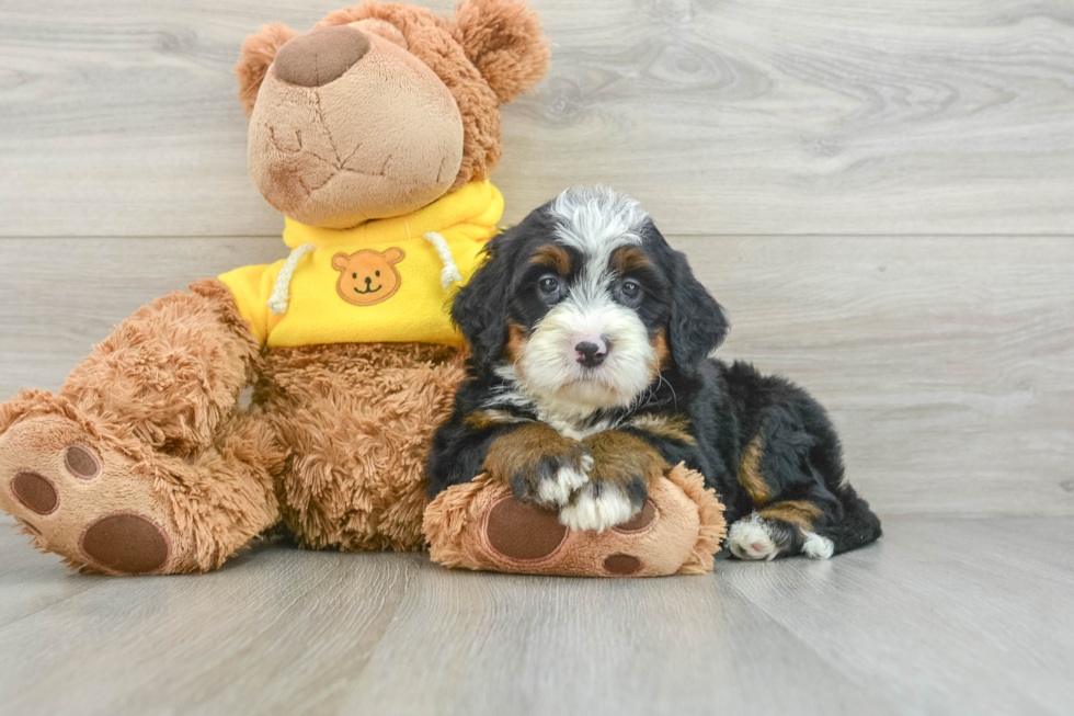 Mini Bernedoodle Puppy for Adoption