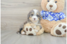 Mini Bernedoodle Pup Being Cute