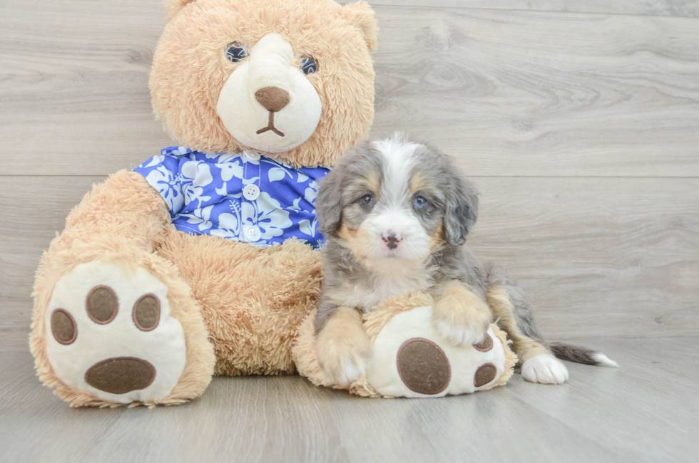 6 week old Mini Bernedoodle Puppy For Sale - Lone Star Pups