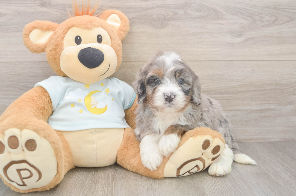 5 week old Mini Bernedoodle Puppy For Sale - Lone Star Pups