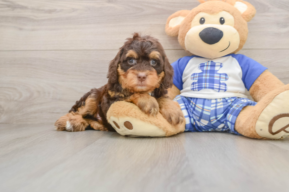 Energetic Bernese Doodle Poodle Mix Puppy