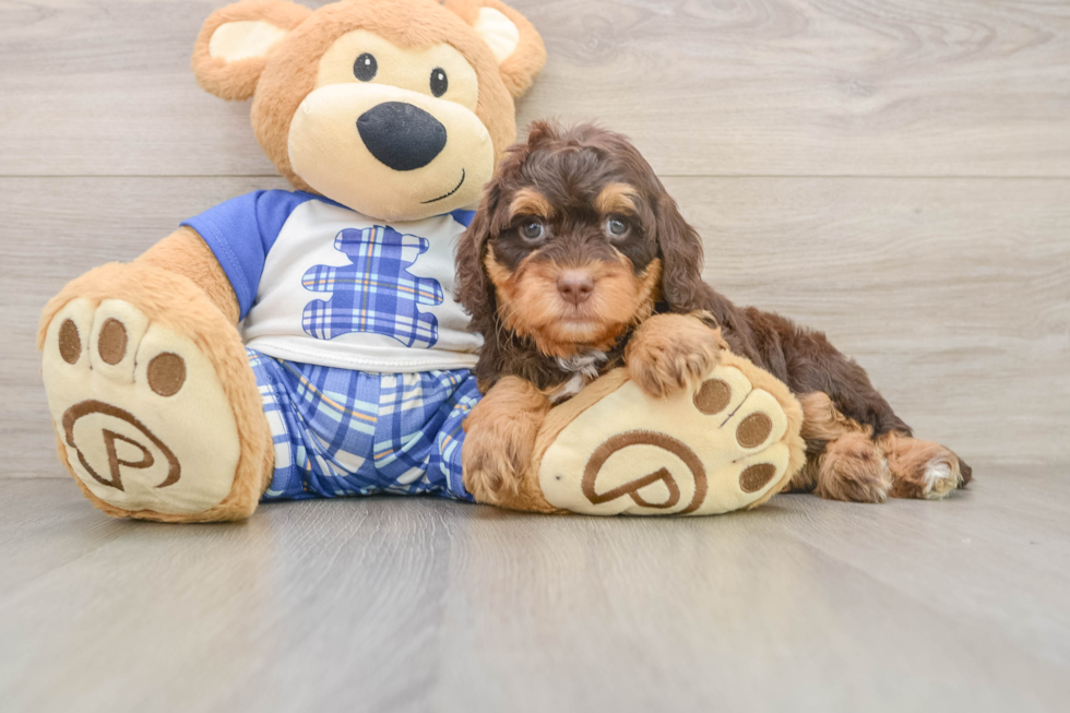 Best Mini Bernedoodle Baby