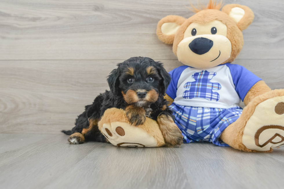 Fluffy Mini Bernedoodle Poodle Mix Pup