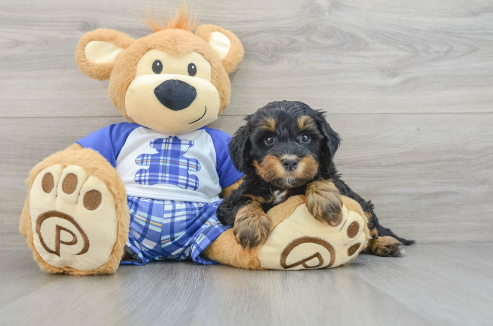 7 week old Mini Bernedoodle Puppy For Sale - Lone Star Pups