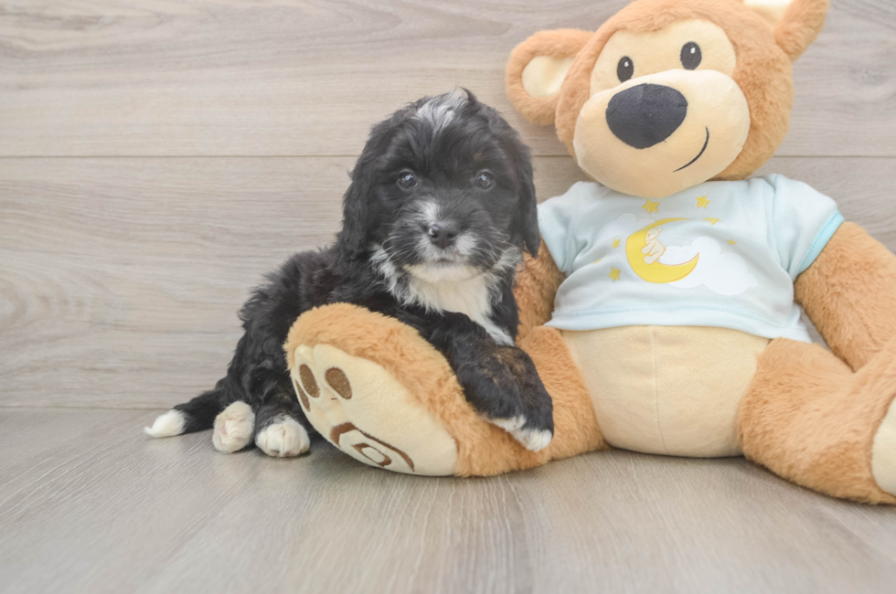 5 week old Mini Bernedoodle Puppy For Sale - Lone Star Pups