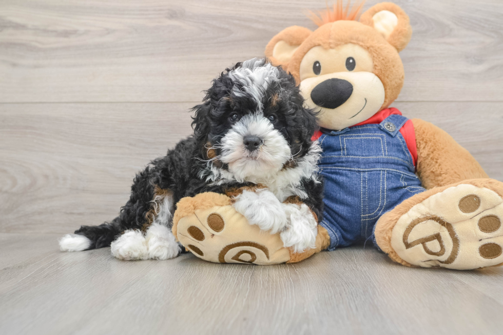Mini Bernedoodle Puppy for Adoption