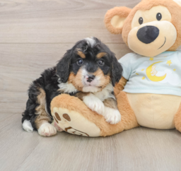 6 week old Mini Bernedoodle Puppy For Sale - Lone Star Pups