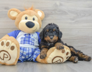 8 week old Mini Bernedoodle Puppy For Sale - Lone Star Pups