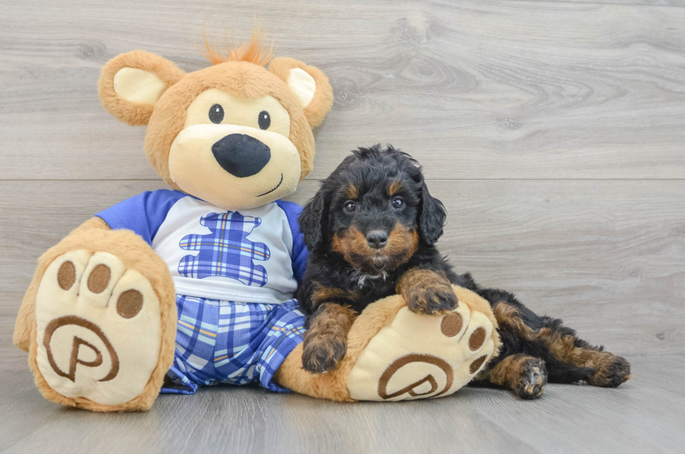 7 week old Mini Bernedoodle Puppy For Sale - Lone Star Pups