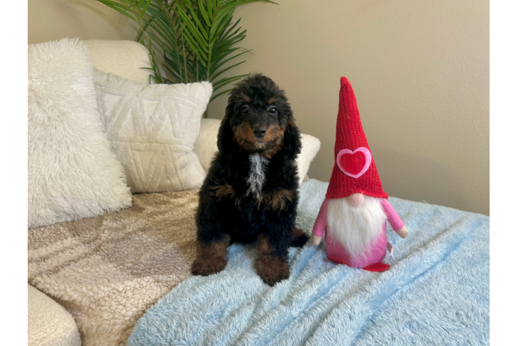 Cute Mini Bernedoodle Poodle Mix Pup
