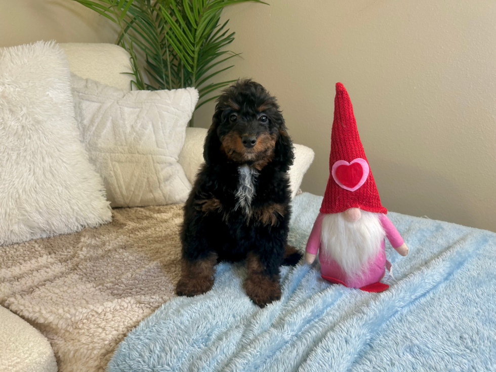 Cute Mini Bernedoodle Poodle Mix Pup
