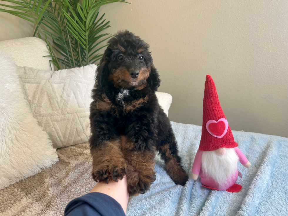 Cute Mini Bernedoodle Poodle Mix Pup