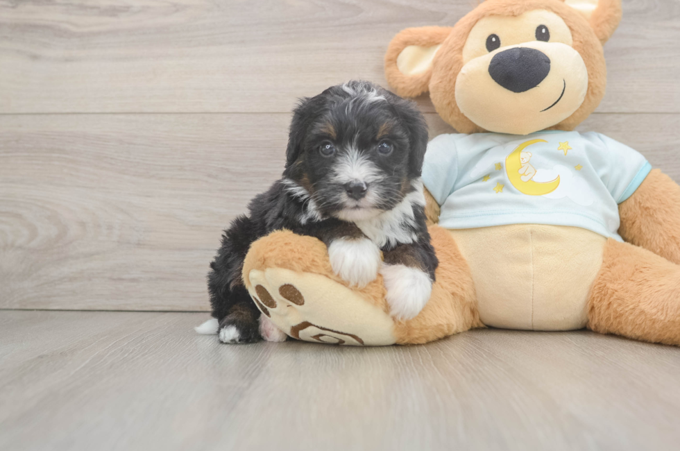6 week old Mini Bernedoodle Puppy For Sale - Lone Star Pups