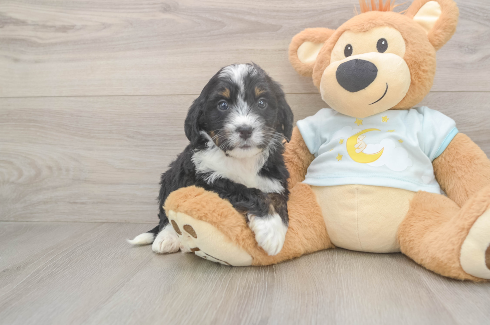 5 week old Mini Bernedoodle Puppy For Sale - Lone Star Pups