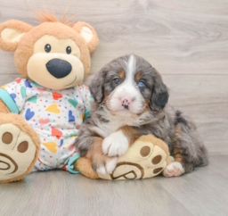 9 week old Mini Bernedoodle Puppy For Sale - Lone Star Pups