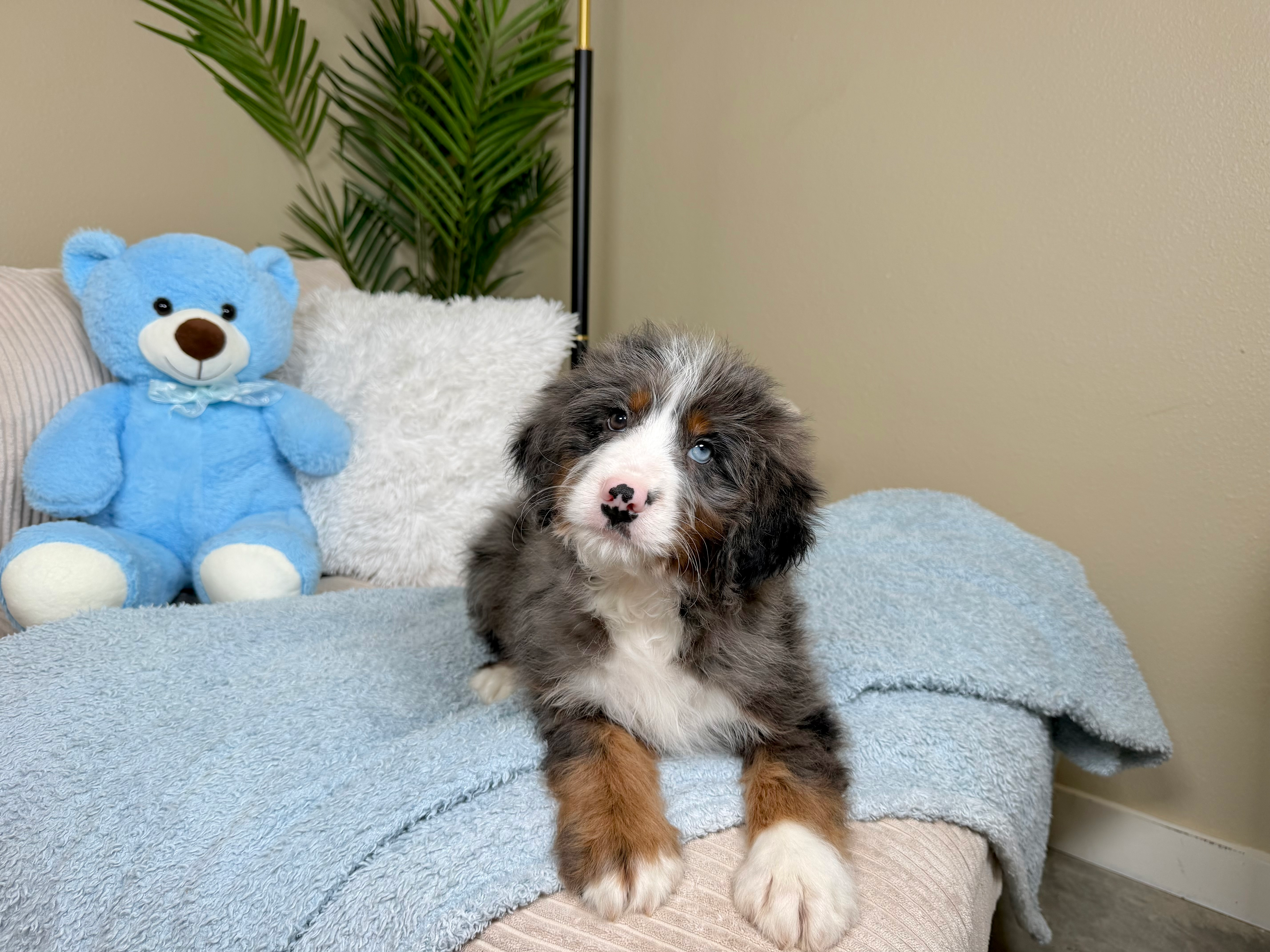 Best Mini Bernedoodle Baby