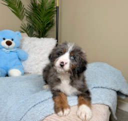 9 week old Mini Bernedoodle Puppy For Sale - Lone Star Pups